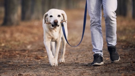 სურსათის ეროვნული სააგენტო ძაღლების ჰიპერპოპულაციის მართვის 2026 წლის პროგრამის განხორციელებას იწყებს